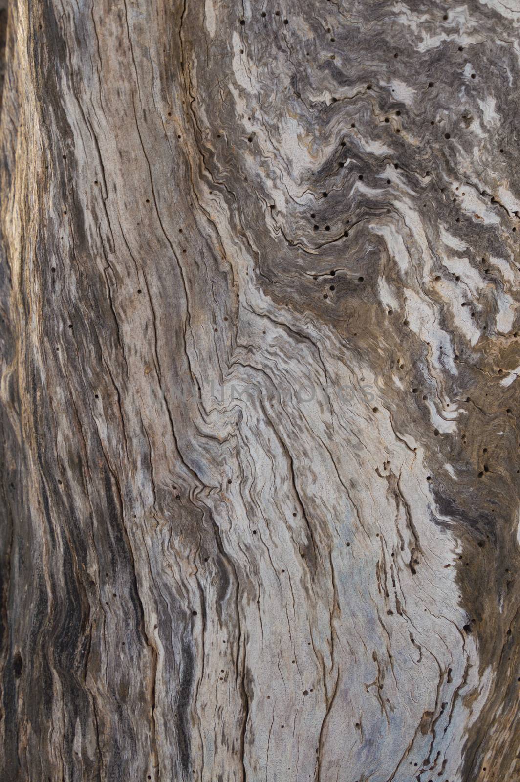 Abstract dead apple tree trunk bark swirl pattern with dead wood and wood grain swirls and woodworm holes.