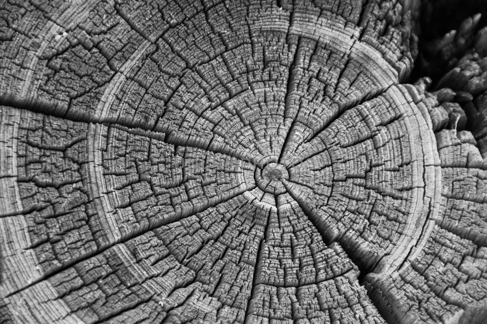 Old weathered and rotten log end rings closeup from a log cabin