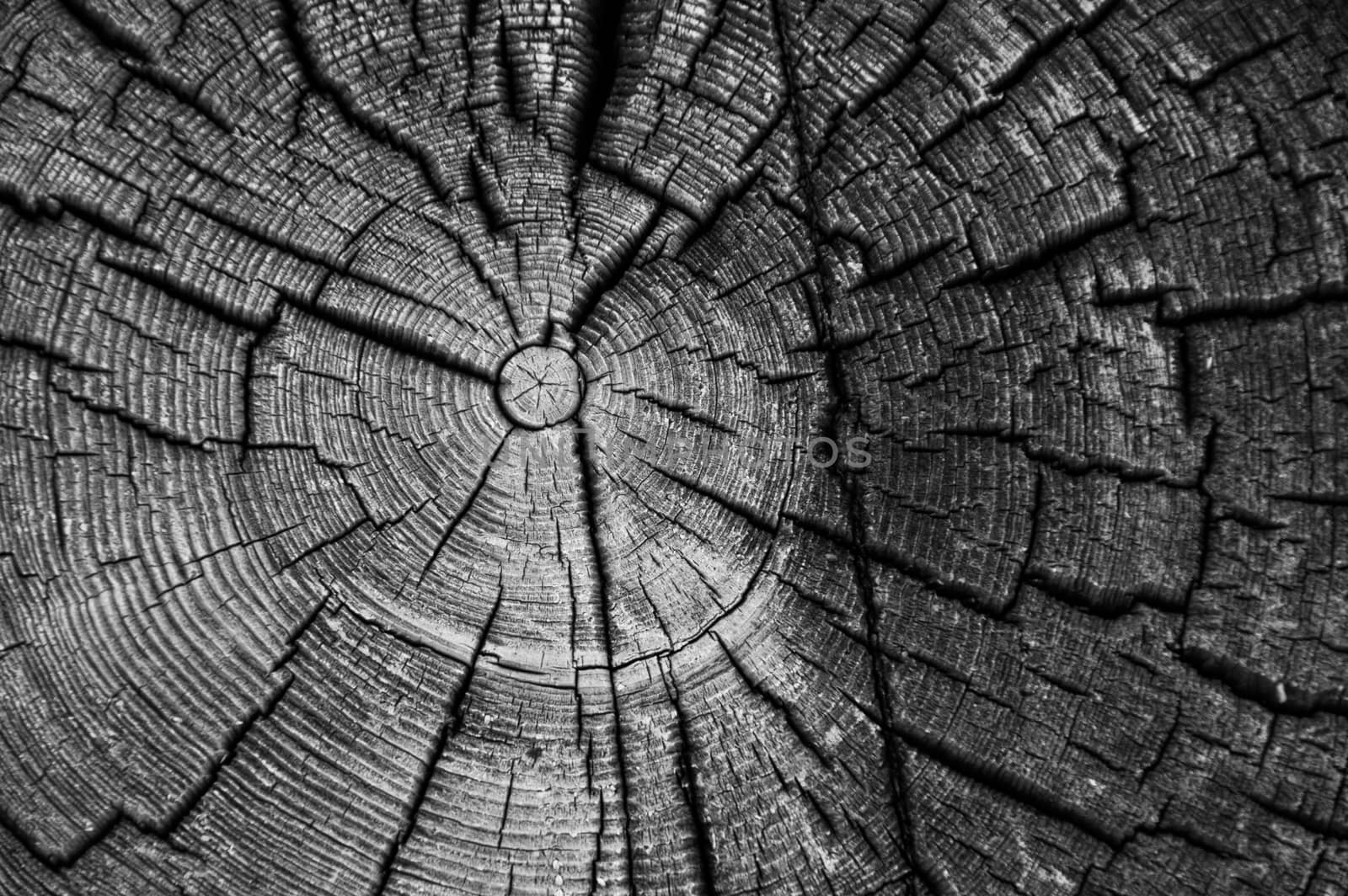 Black and white closeup of weathered log end rings from the corner of an old log cabin