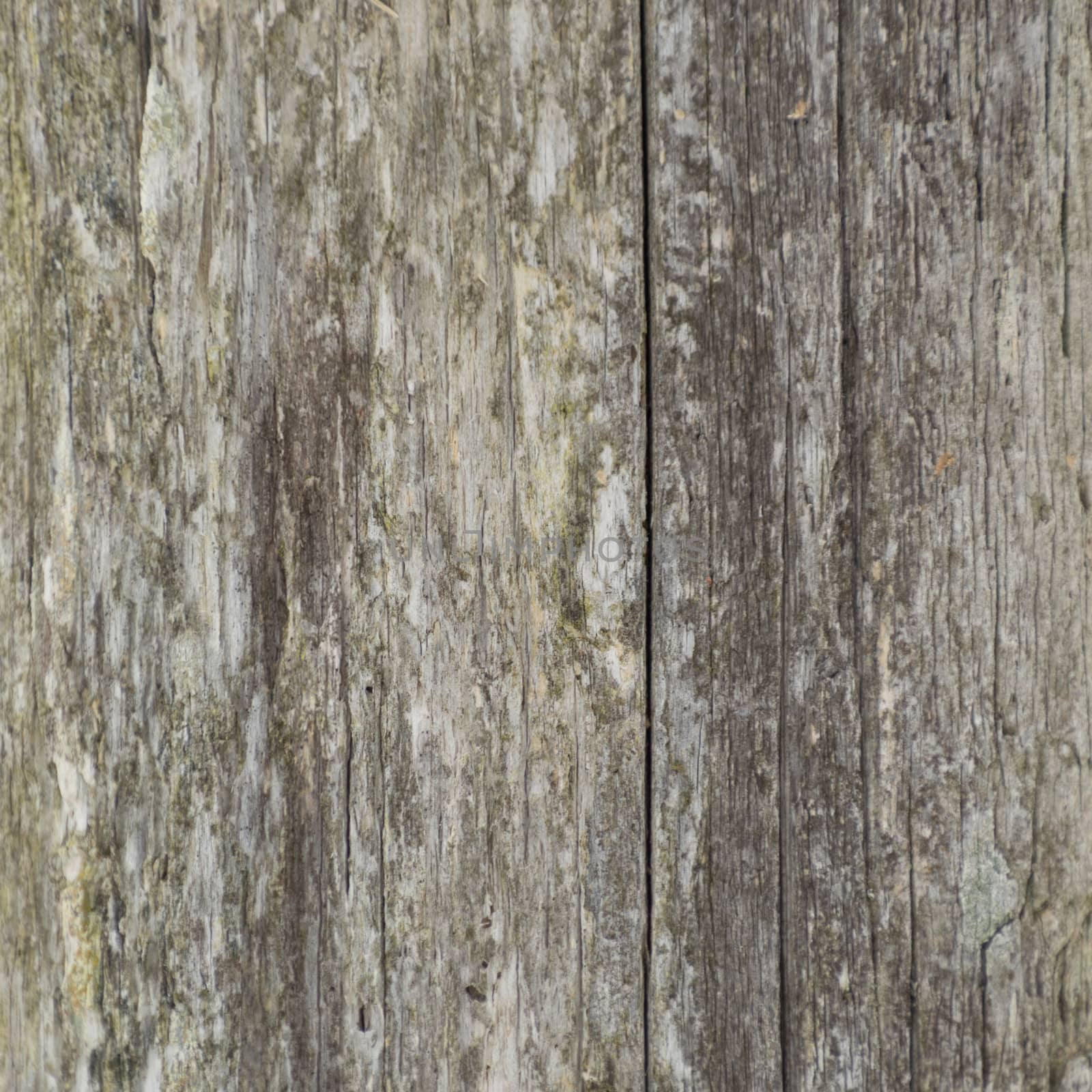 Closeup background of weathered lichen covered cedar fence post. Shows grey and yellow and vertical cracks.