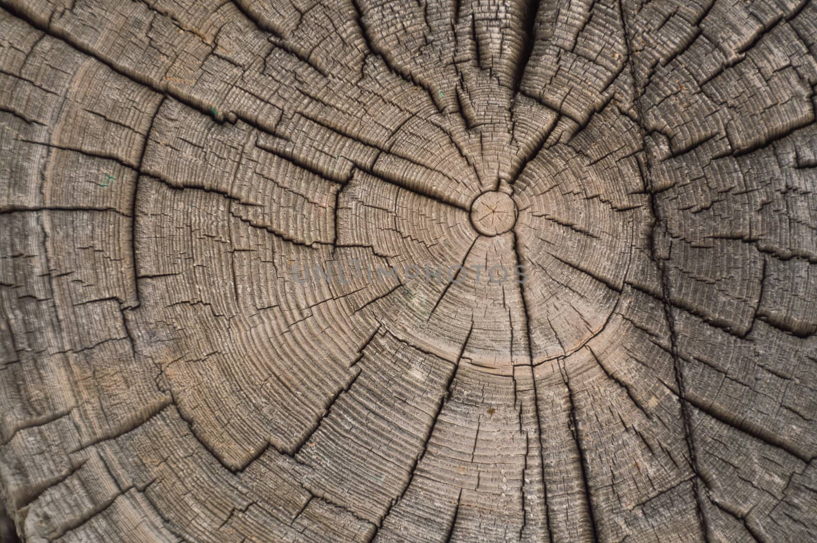 Closeup of old weathered and cracked log end rings in an log cabin outbuilding