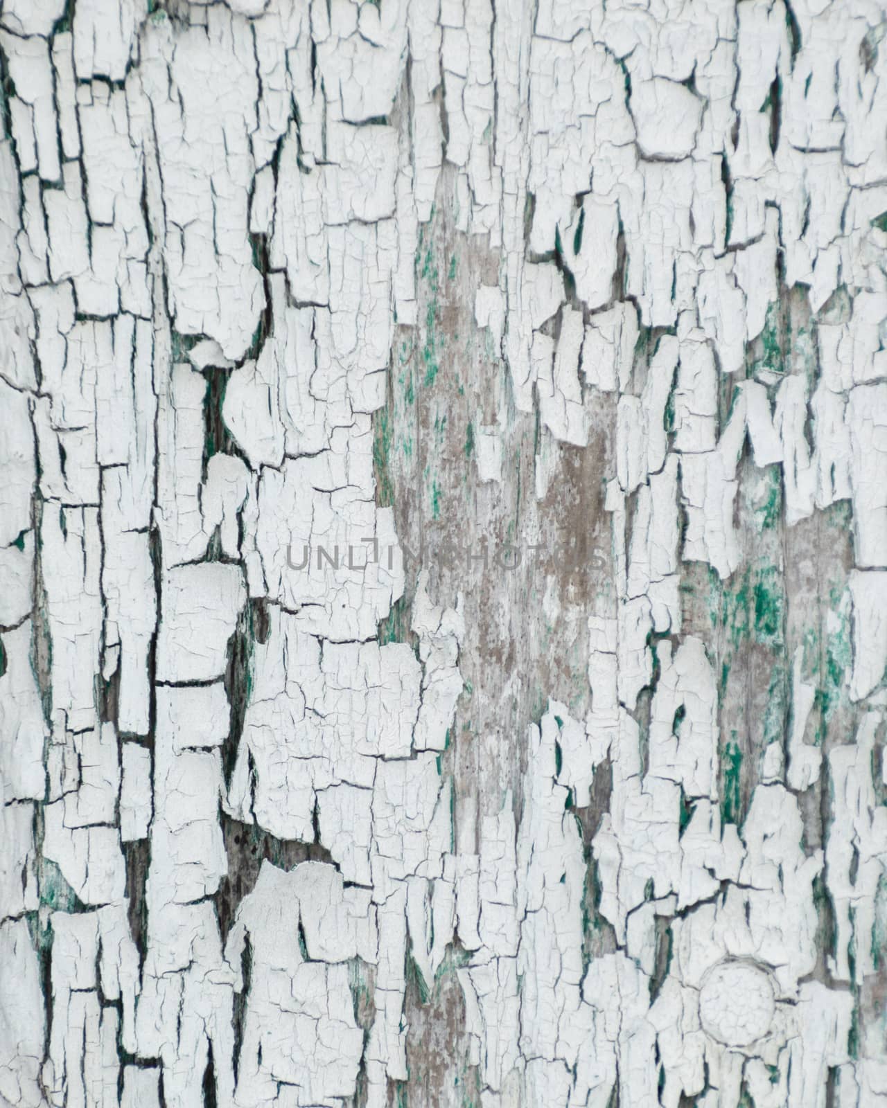 Thick white peeling cracked paint with green underneath.  On an old outbuilding on a farm.