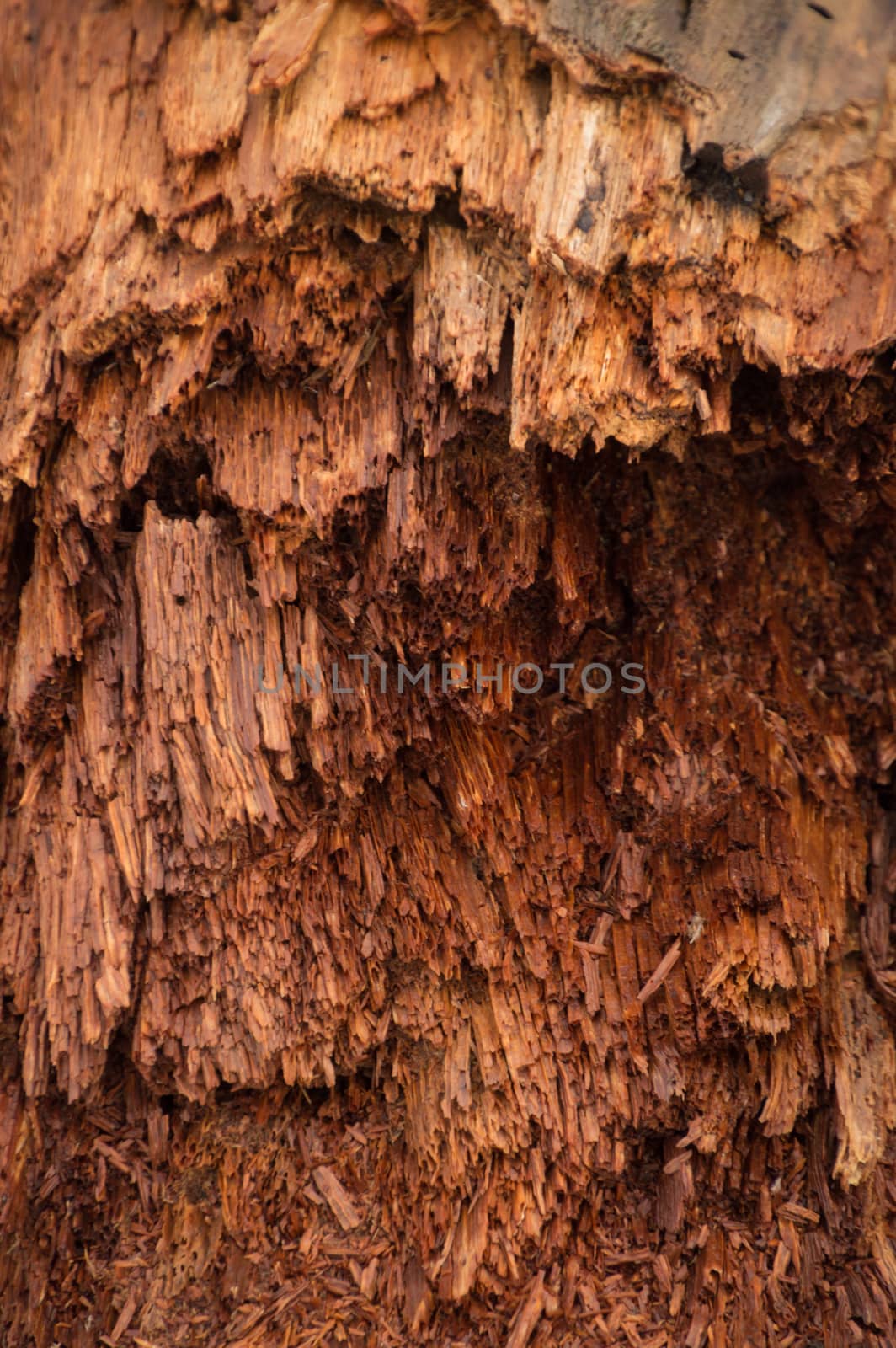 Bright colorful red wood is breaking into hair-like fibres as it decays ad rots