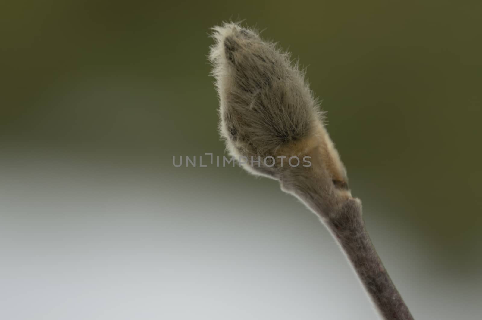 This closeup shot of a single fuzzy hairy magnolia bud shows the hope of spring. During a winter thaw the buds are developing. Snow and green background.