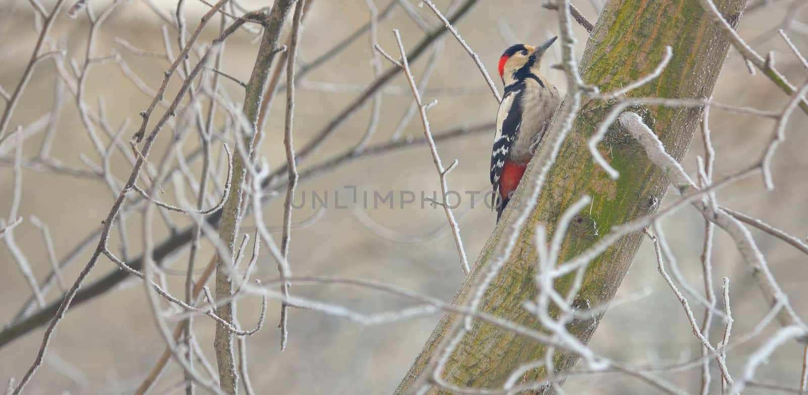 Male great spotted woodpecker by jordachelr