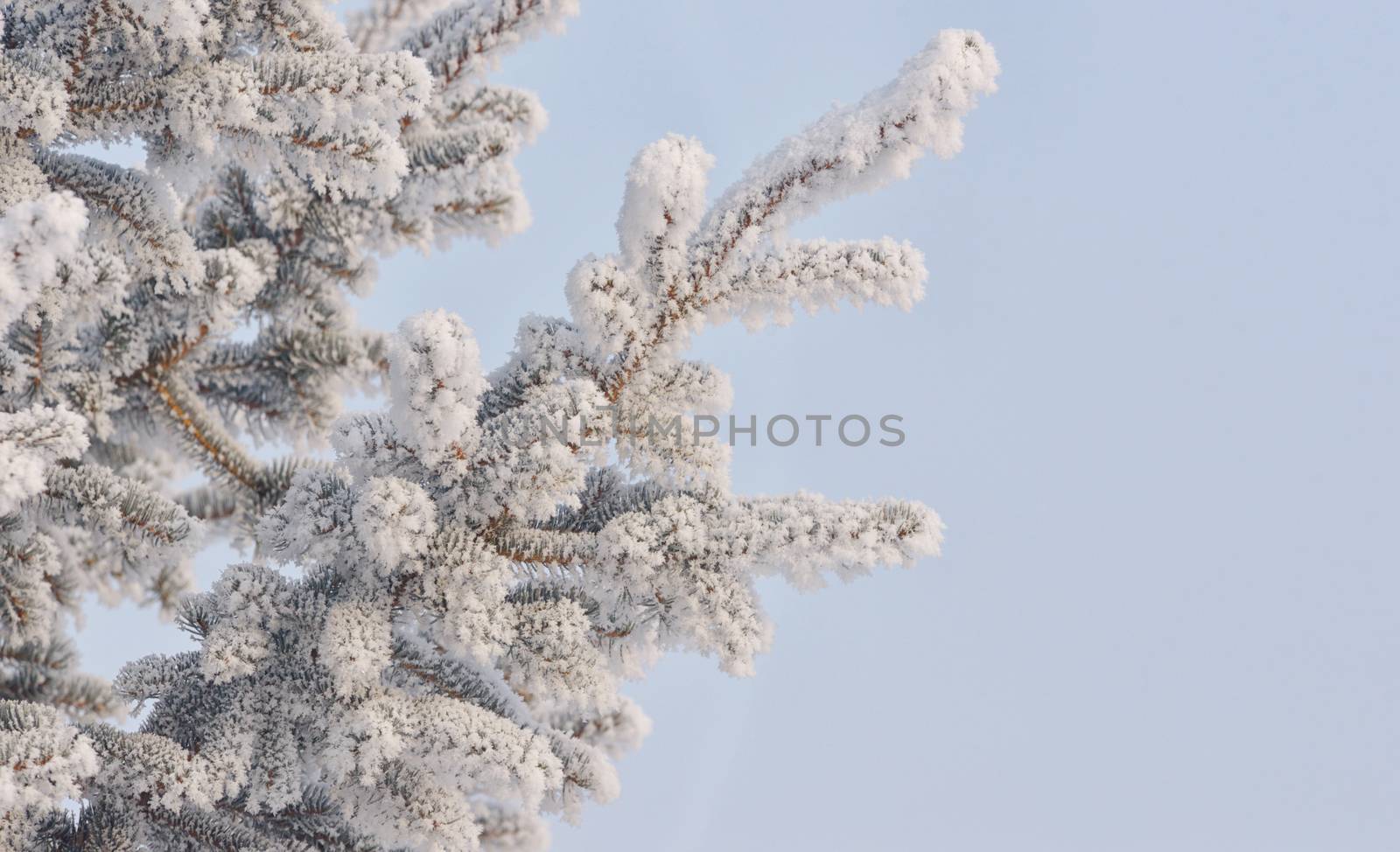 Frozen needles of pine tree and blue sky