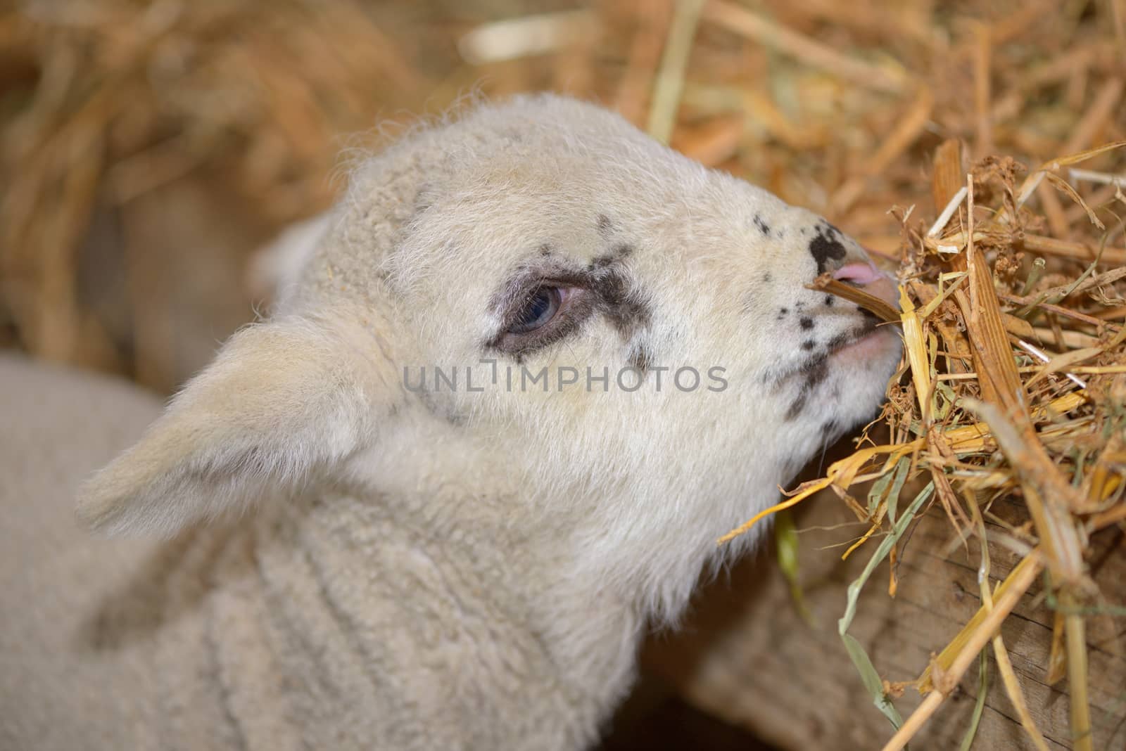 Baby cute lamb in a stable