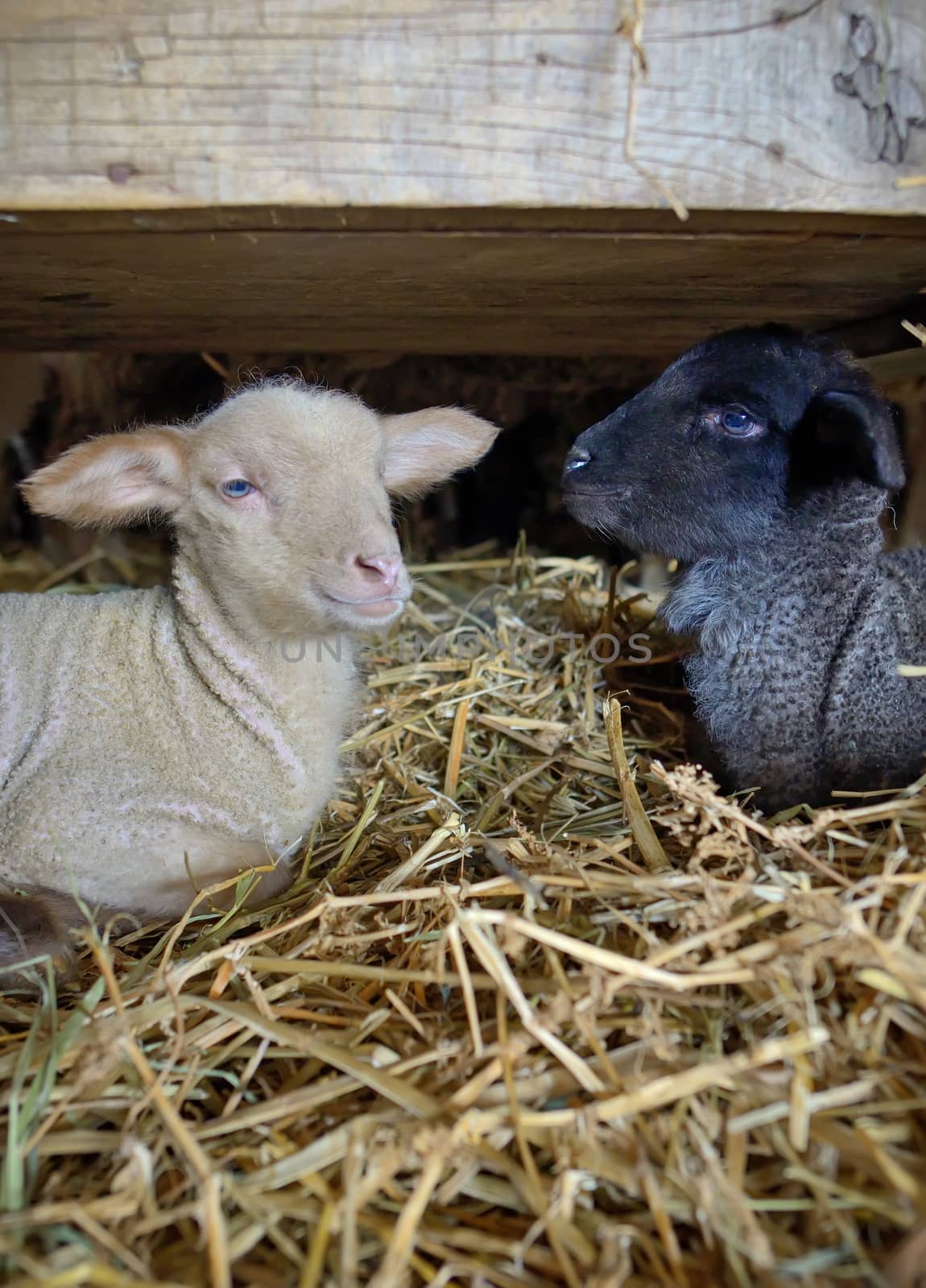 Black and white baby lambs in a stable