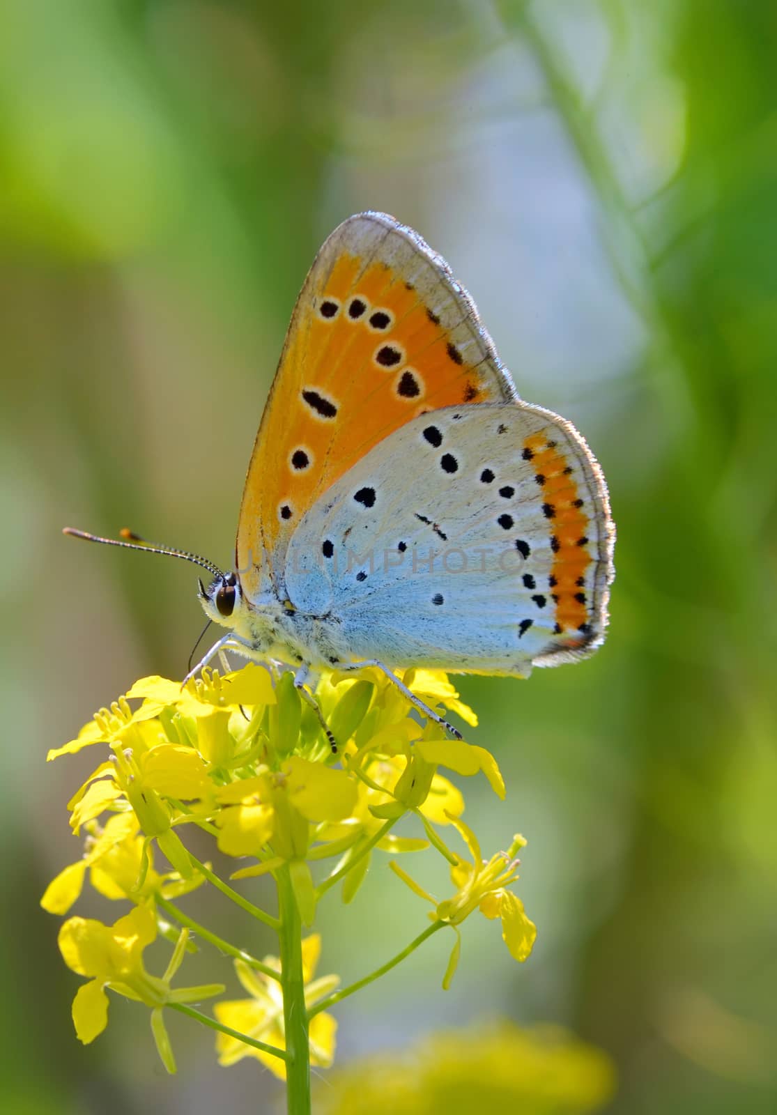 Common Blue (Polyommatus icarus) butterfly on a yellow flower