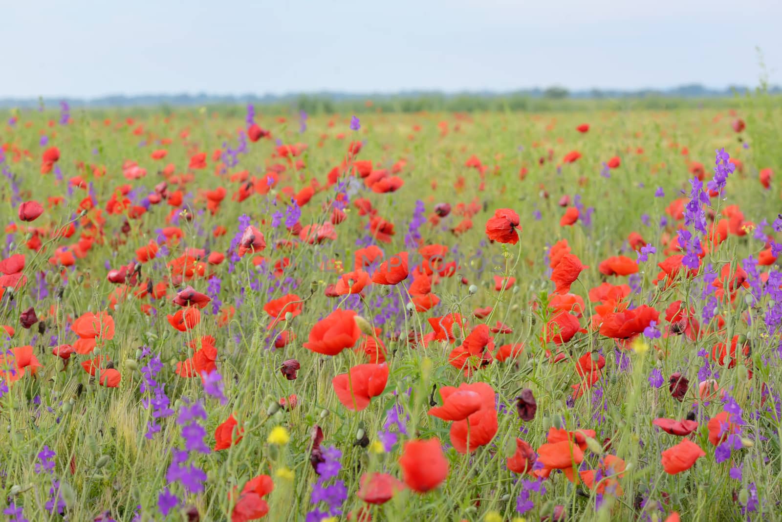 colorful poppy flowers on field in summer