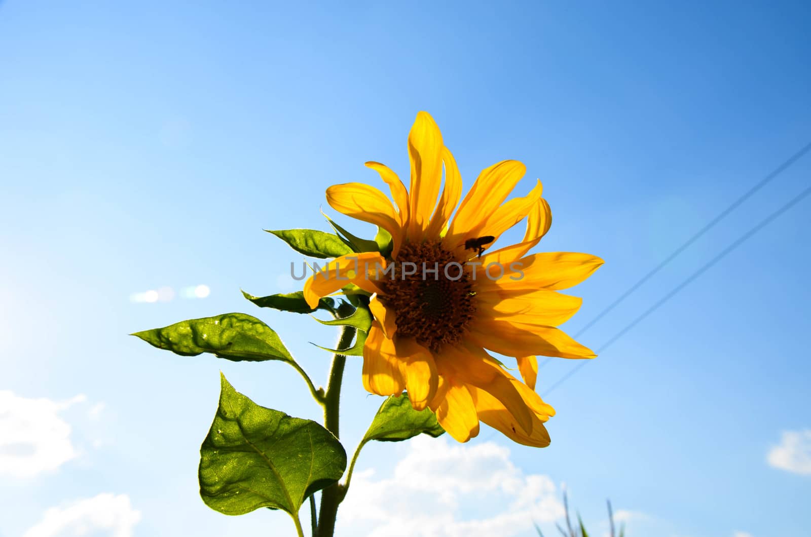 Sunflower on the sky in the summer at garden