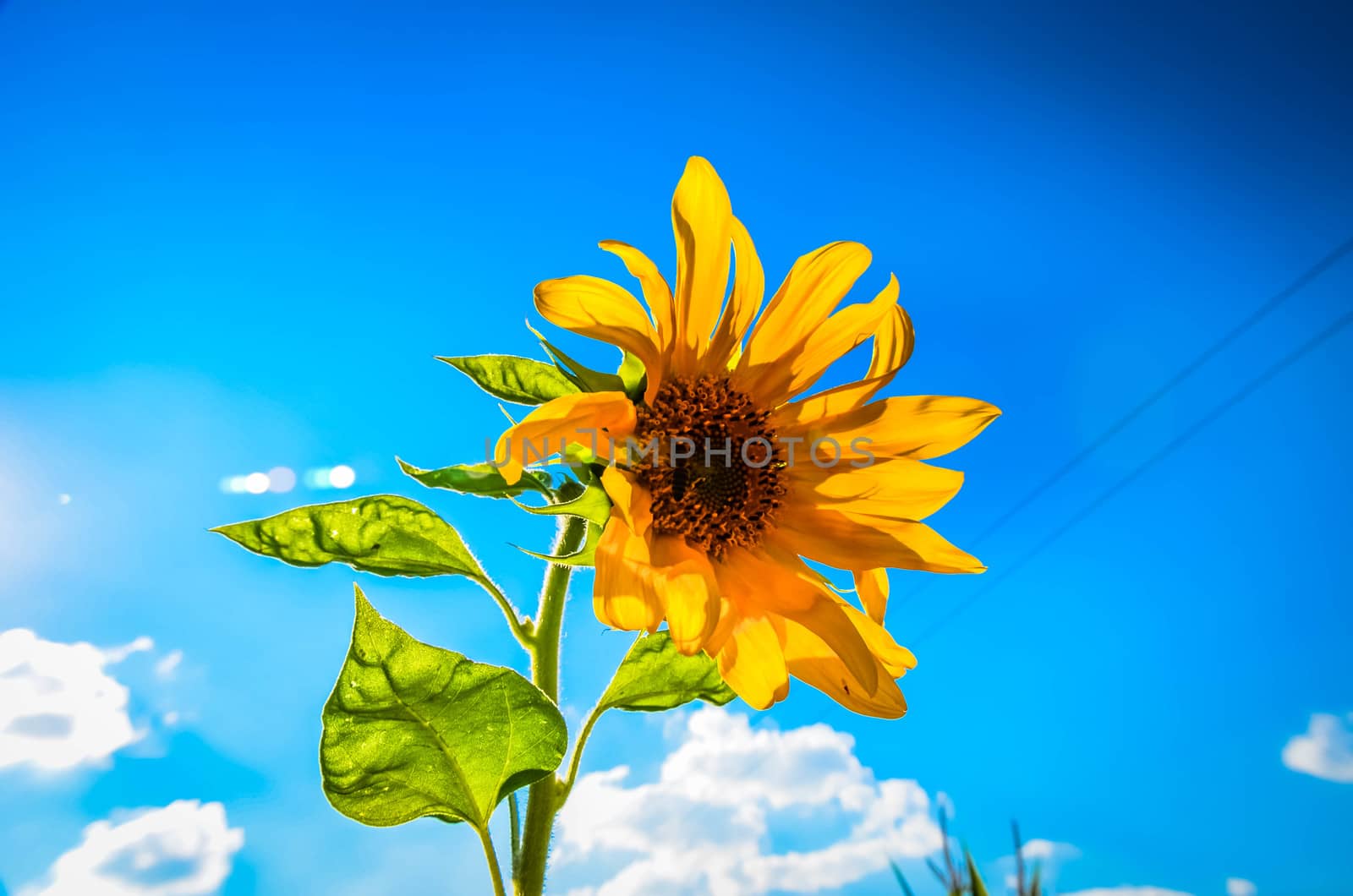 Sunflower on the sky in the summer at garden