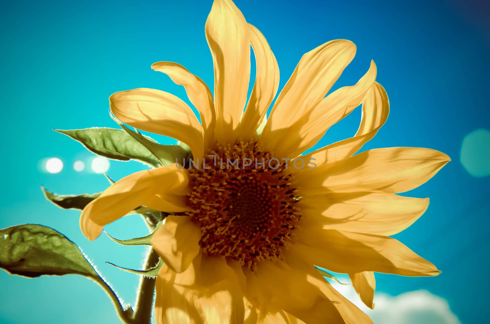 Sunflower on the sky in the summer by kimbo-bo