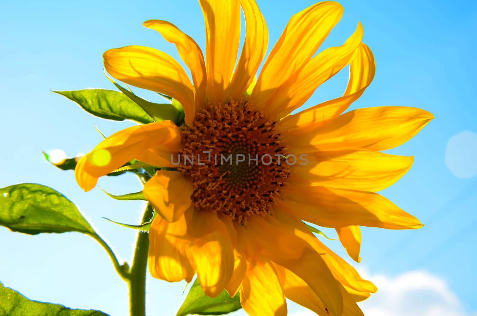 Sunflower on the sky in the summer at garden