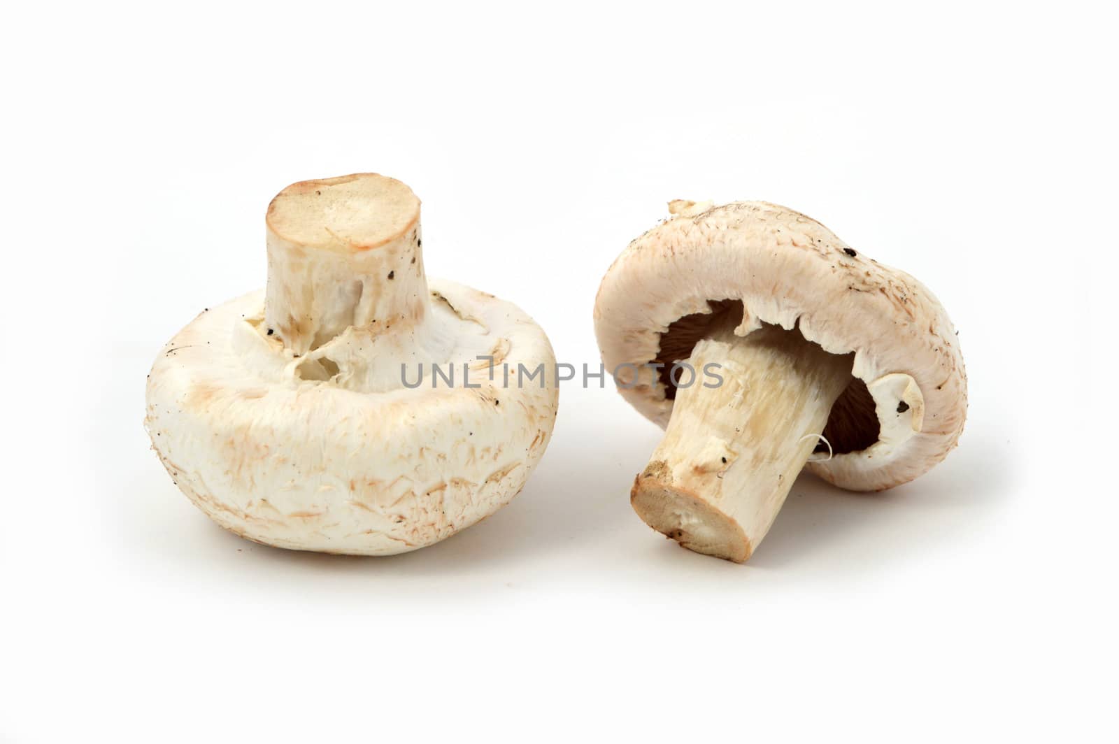 New and high quality images of cultured mushrooms by nhatipoglu