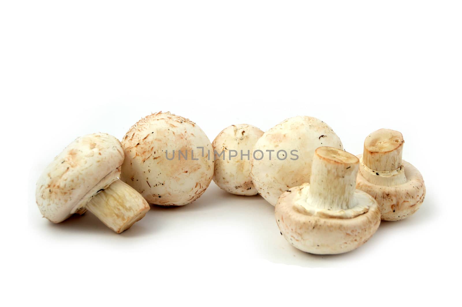 New and high quality images of cultured mushrooms by nhatipoglu