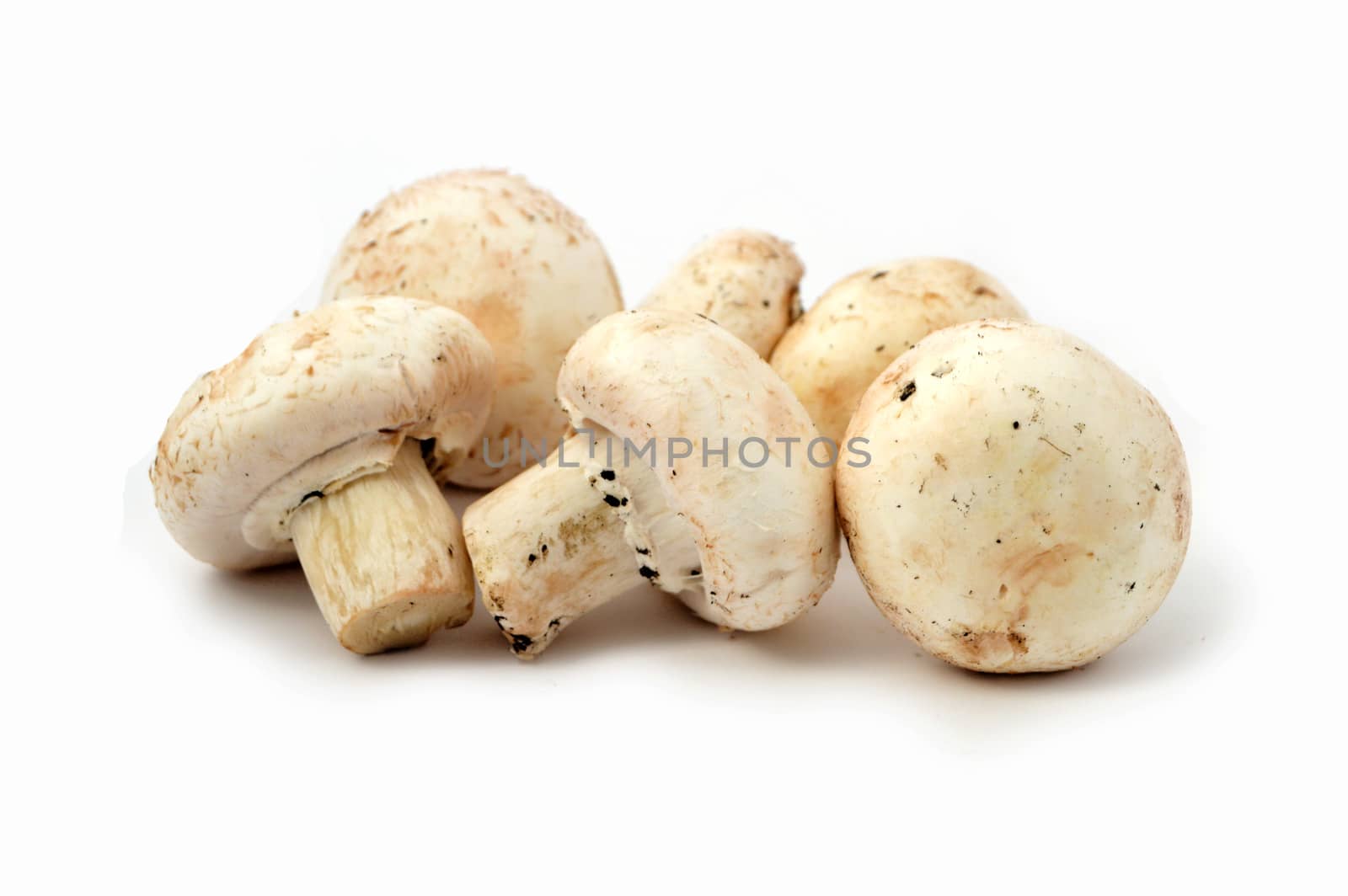 New and high quality images of cultured mushrooms by nhatipoglu