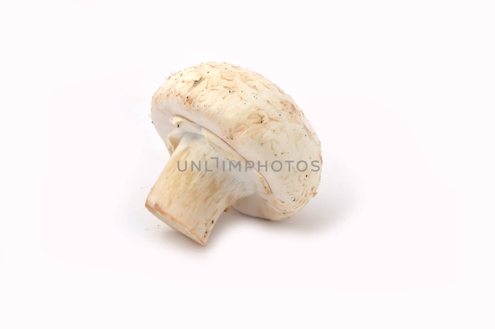 New and high quality images of cultured mushrooms by nhatipoglu