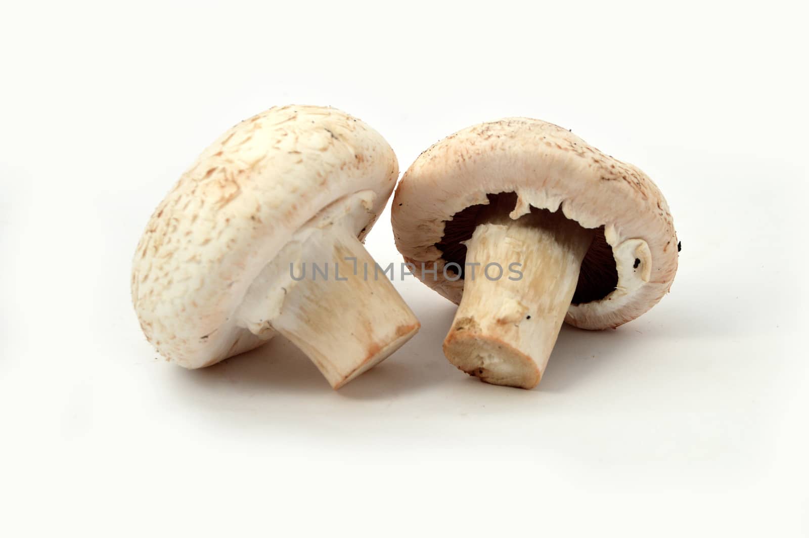 New and high quality images of cultured mushrooms by nhatipoglu