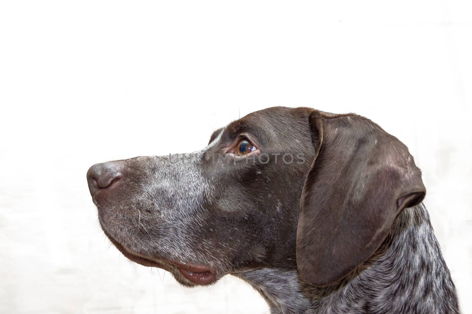 German Shorthaired dog a light brown color isolate macro