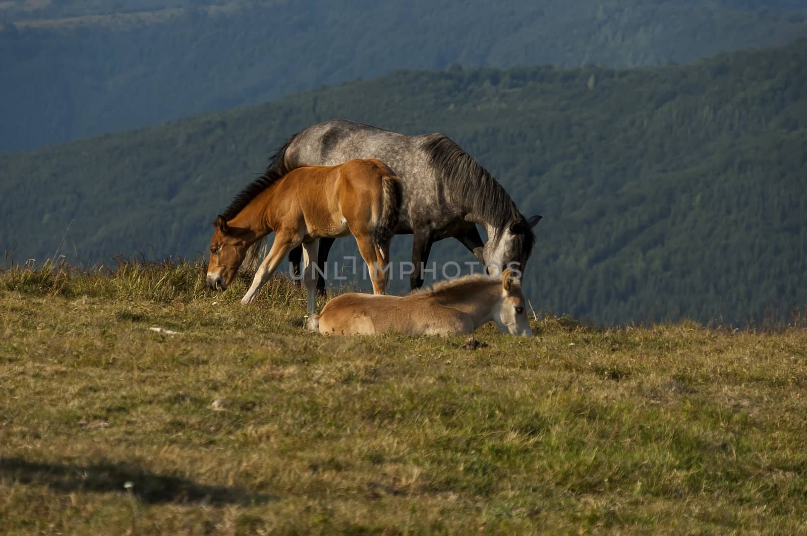 Mountain landscape and wild horses in Central Balkan, Stara planina, Beklemeto or Trojan pass by vili45