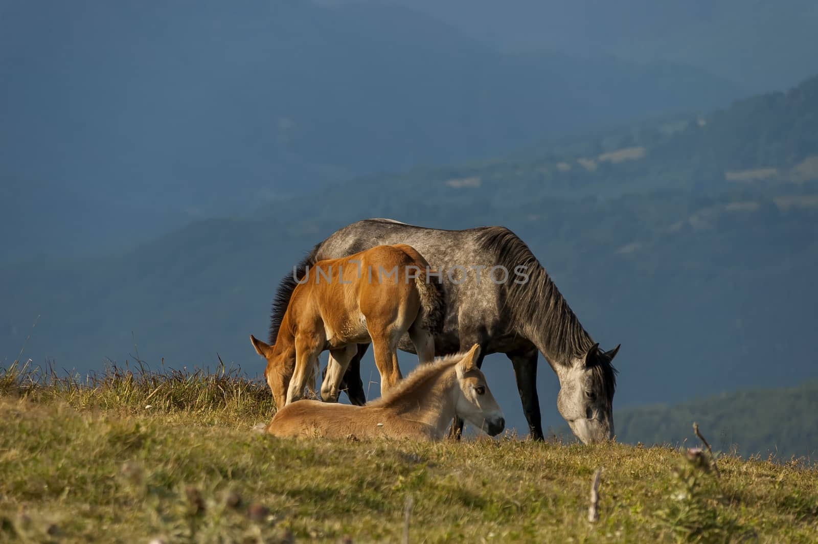 Mountain landscape and wild horses in Central Balkan, Stara planina, Beklemeto or Trojan pass, Bulgaria