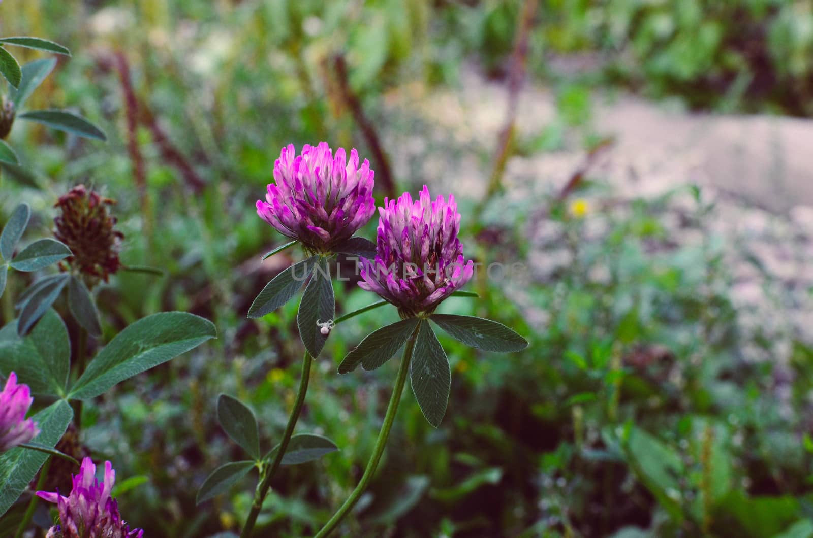 Flowering clover flower on a field Trifolium pratense . close-up shot.