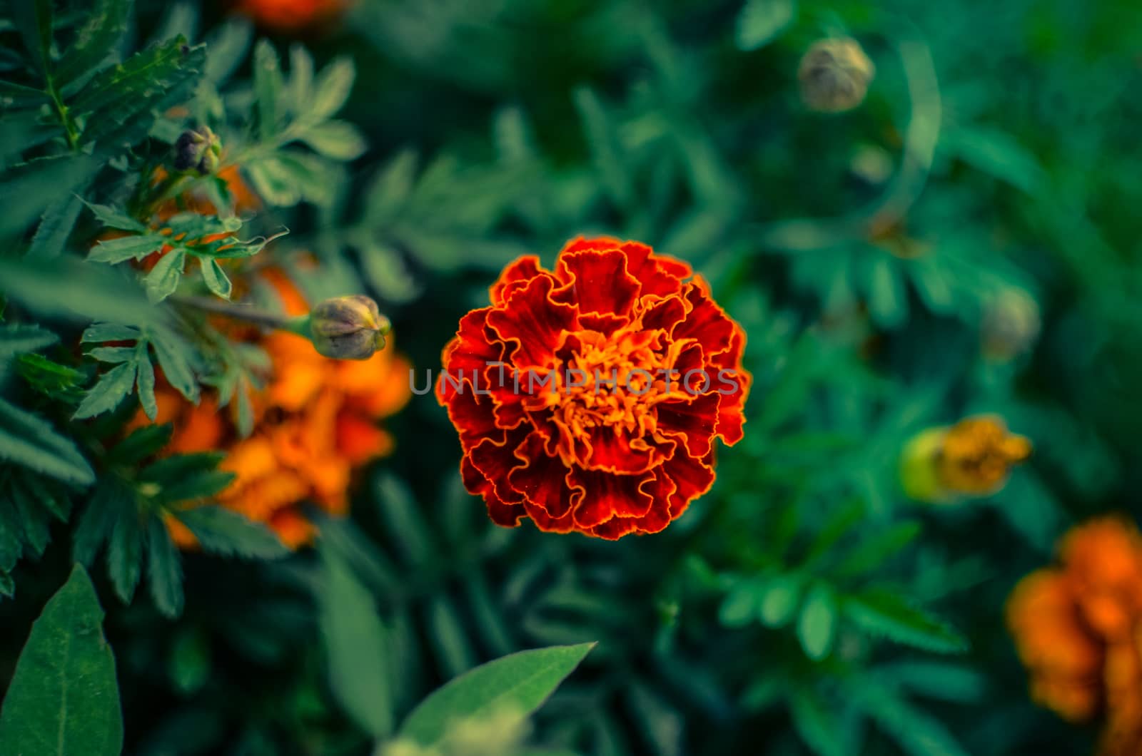 Marigold flowers in the meadow in the sunlight. Yellow in the garden by kimbo-bo