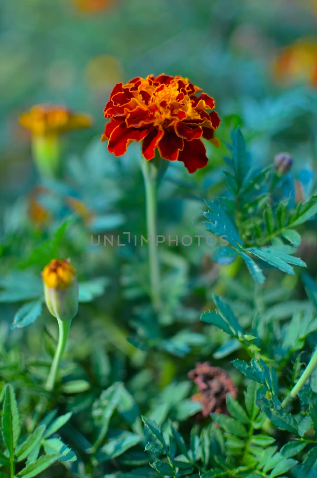 Marigold flowers in the meadow in the sunlight. Yellow in the garden by kimbo-bo