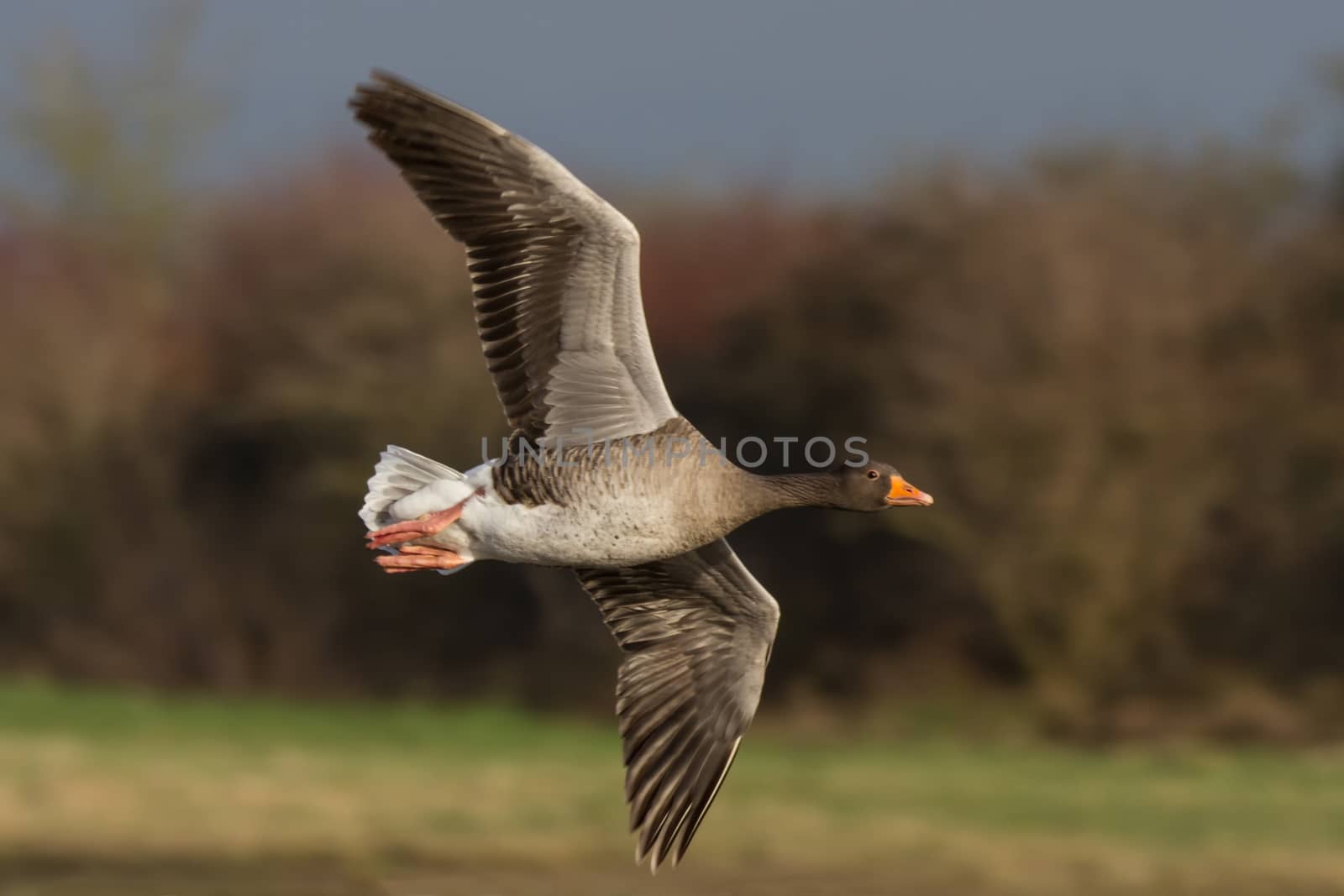 Greylag Goose (Anser anser) in flight facing right