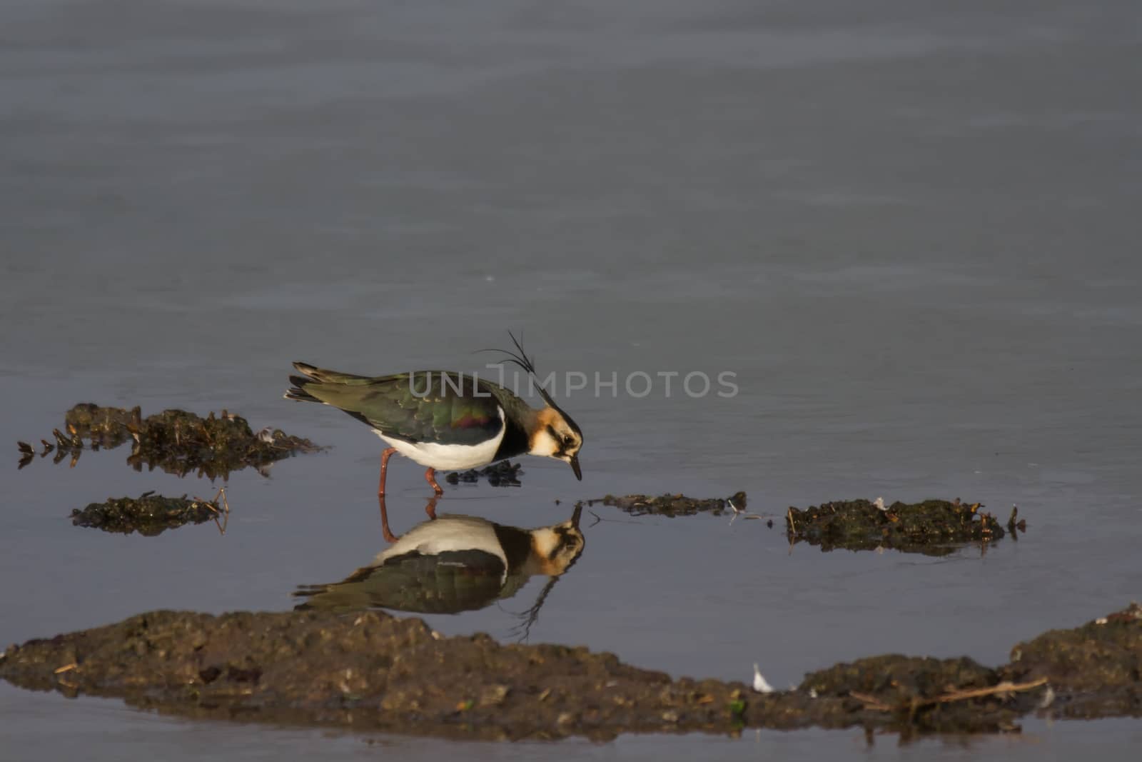 Lapwing (Vanellus vanellus) reflection in water of a lake
