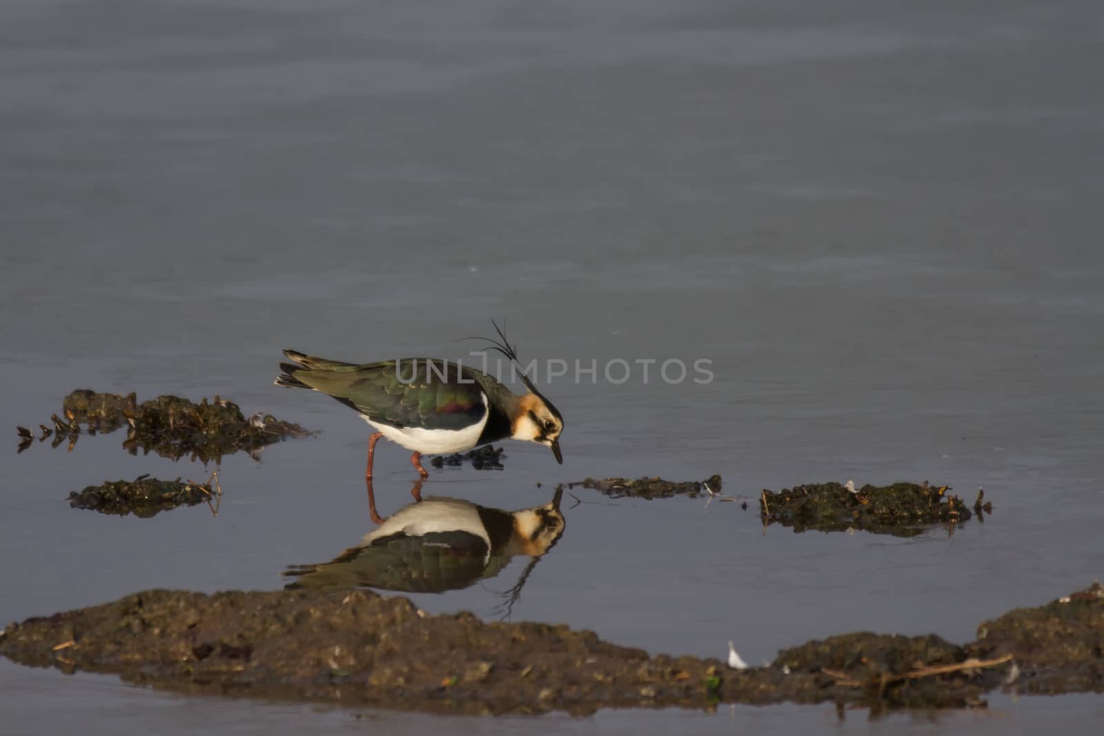 Lapwing (Vanellus vanellus) reflection in water by IanSherriffs