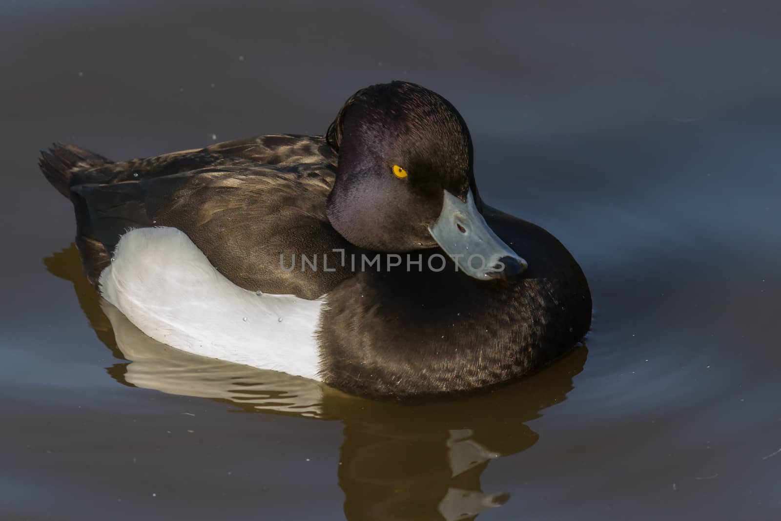 Tufted Duck (Aythya fuligula) on calm water looking at camera