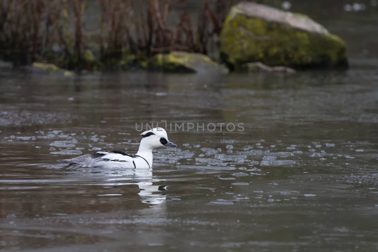 Male Smew (Mergus albellus) on a frozen pond in Winter