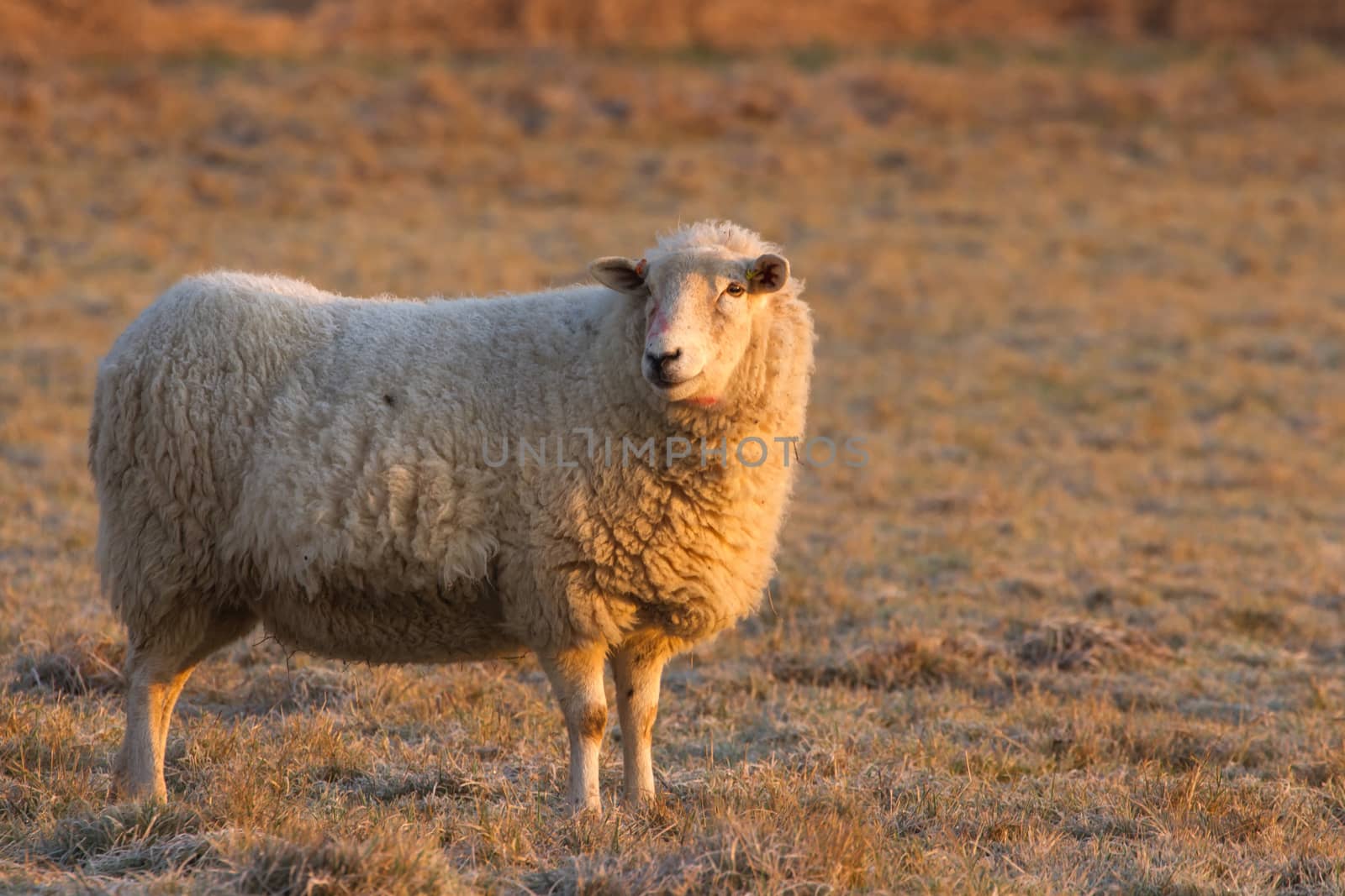 Smiling Sheep on Frosty Morning in beautiful golden light