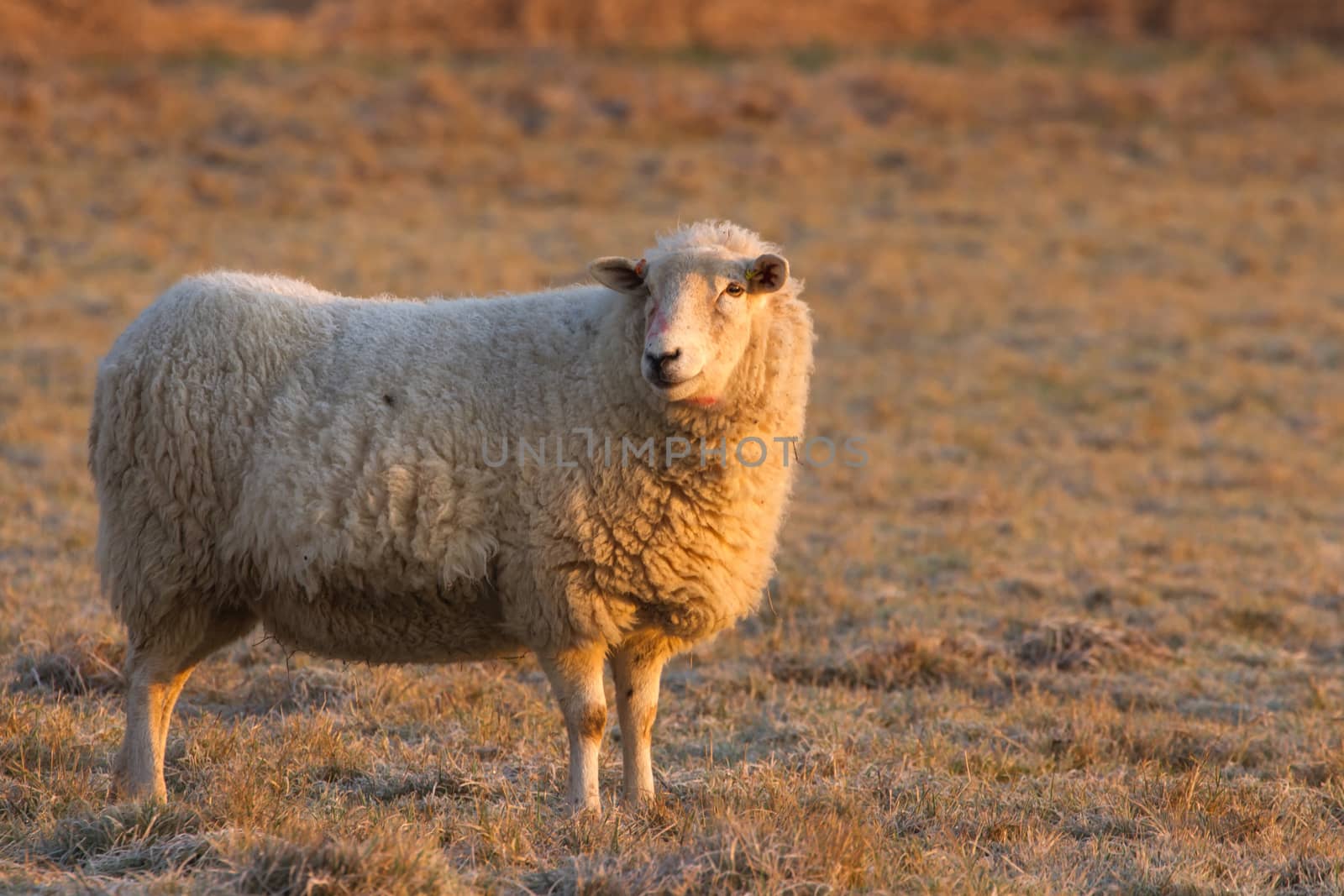 Smiling Sheep on a cold Frosty Morning by IanSherriffs