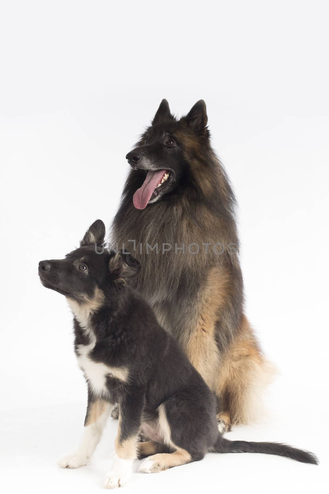 Two dogs, puppy and adult, sitting on white studio background by avanheertum