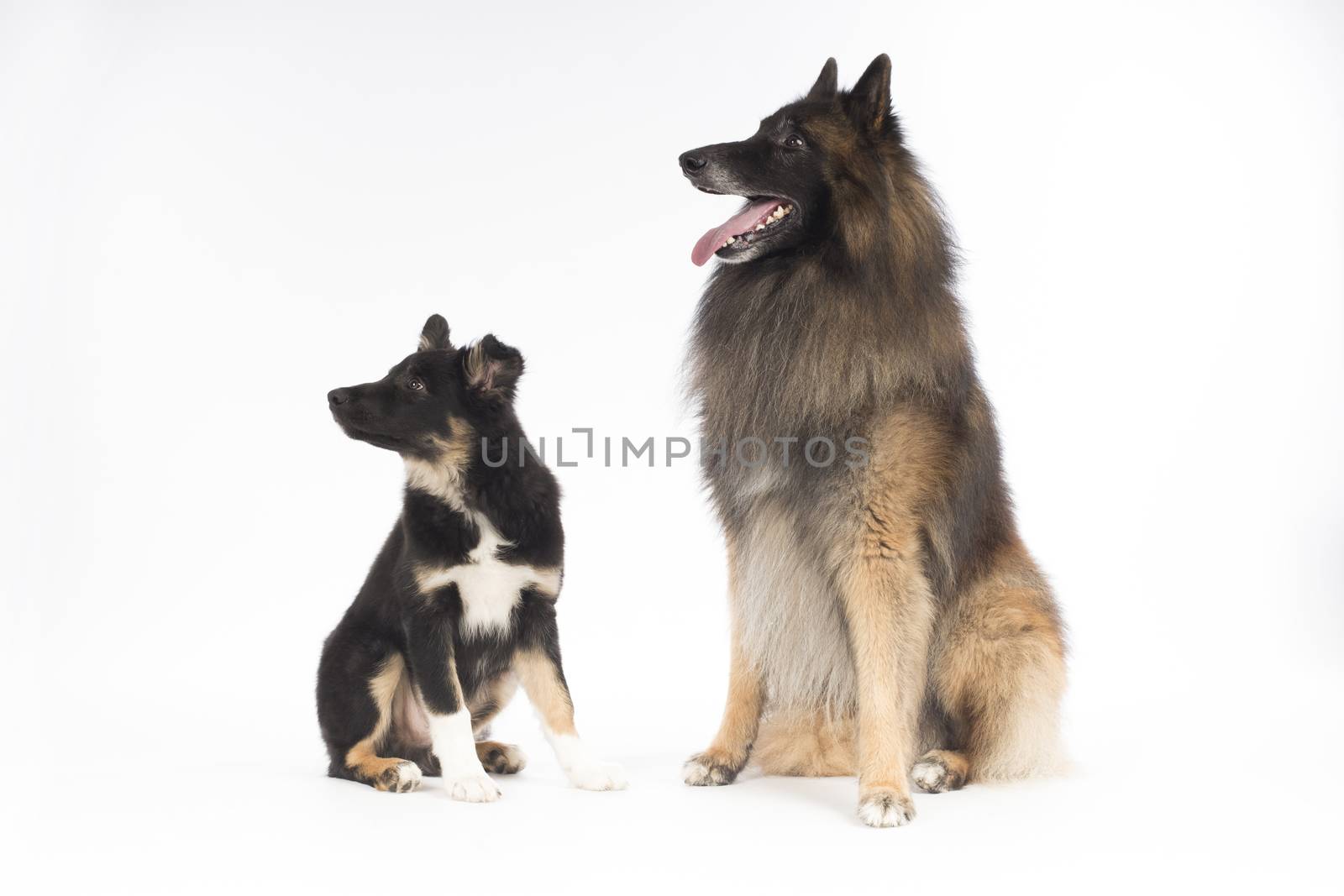 Two dogs sitting on white studio background by avanheertum