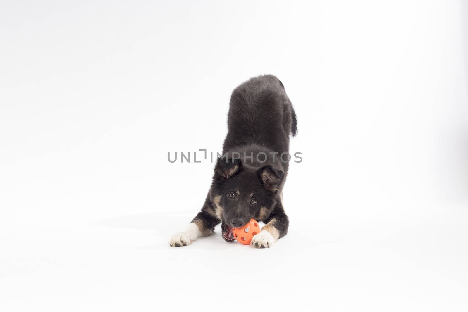 Puppy dog, Border Collie, playing with ball on white studio background