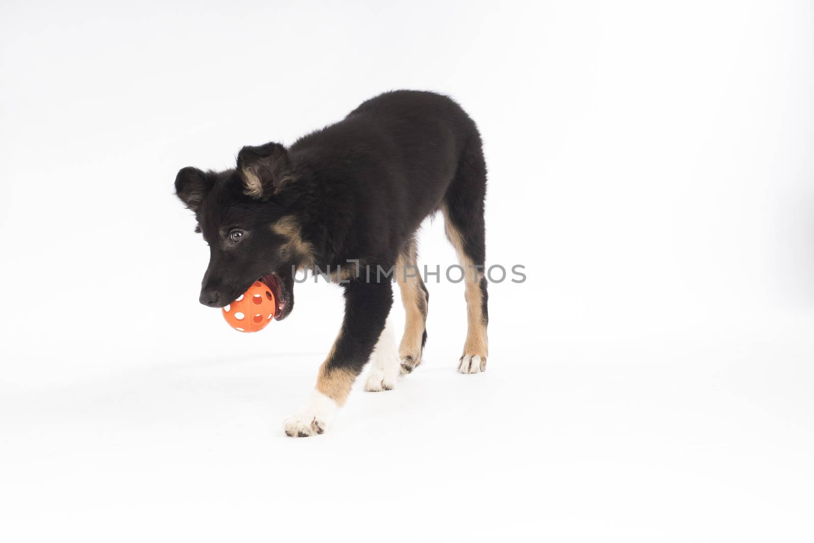 Puppy dog, Border Collie, playing with ball on white studio background