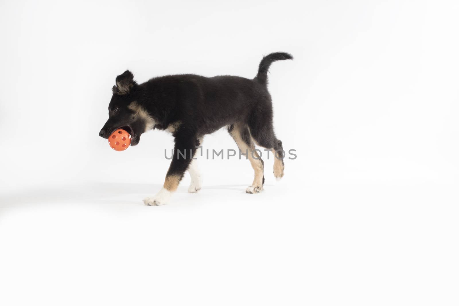 Puppy dog, Border Collie, with ball, white background by avanheertum