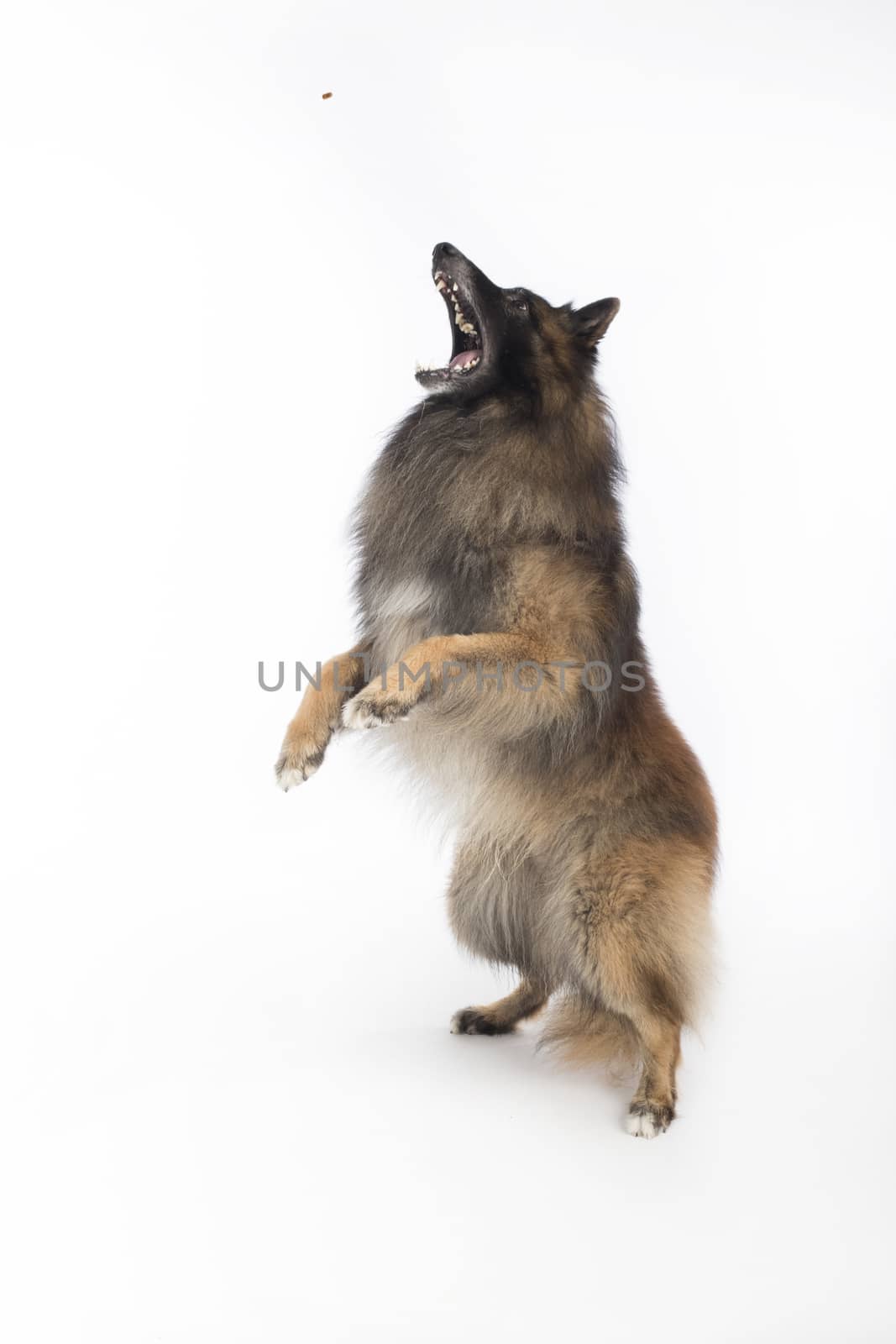 Dog, Belgian Shepherd Tervuren, catching treat on white studio background