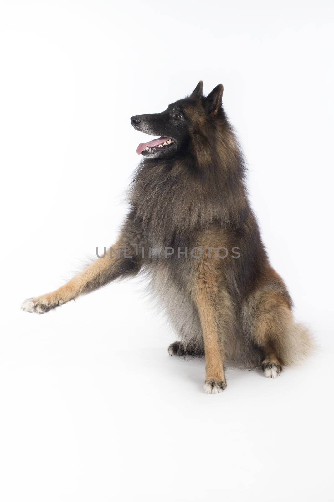Dog, Belgian Shepherd Tervuren, sitting with front paw up on white studio background