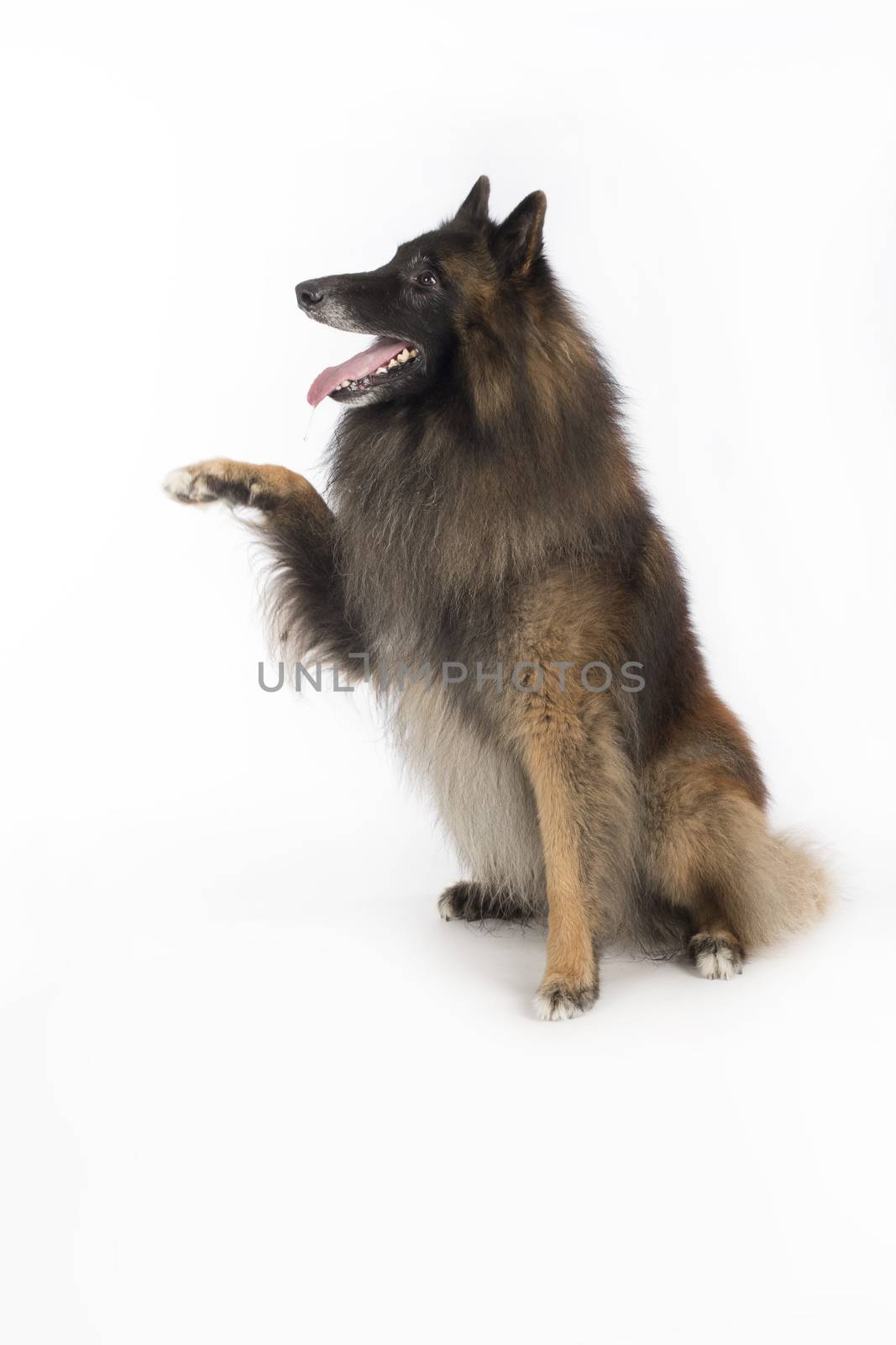 Dog, Belgian Shepherd Tervuren, sitting on white studio background, front paw up