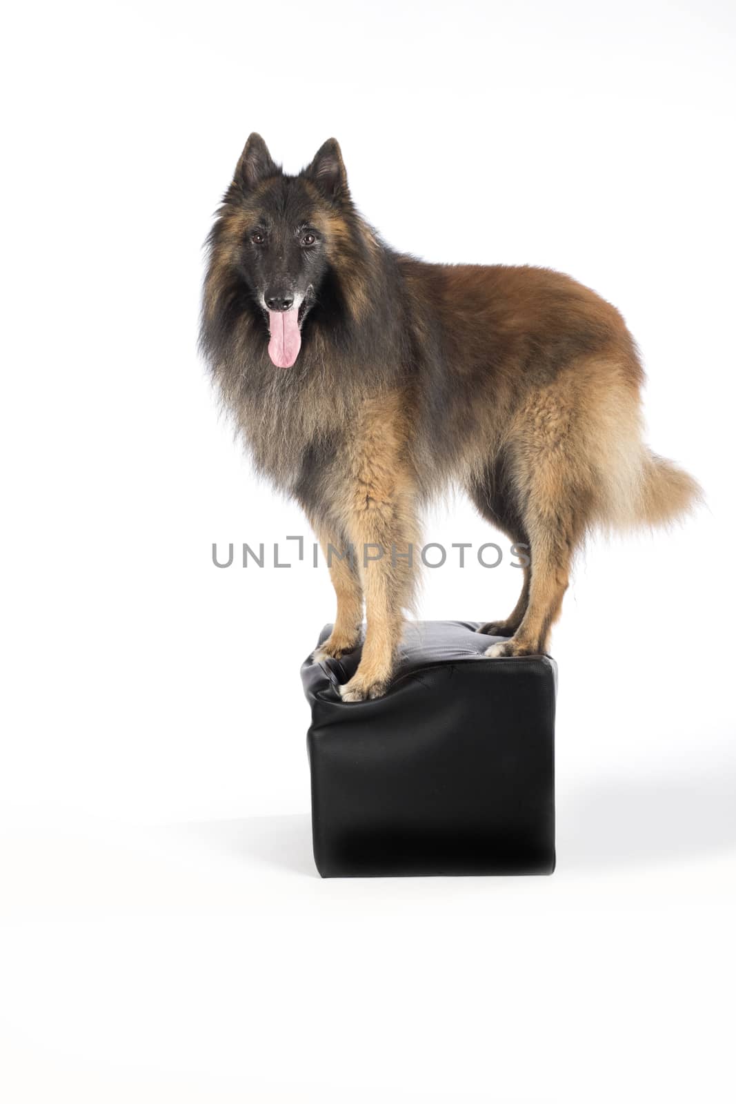 Dog, Belgian Shepherd Tervuren, standing on pouf, white studio background
