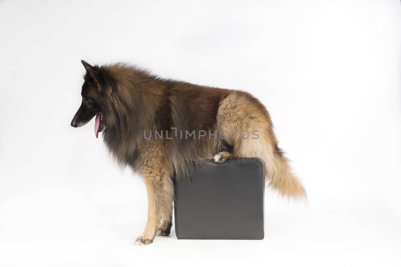 Dog, Belgian Shepherd Tervuren, sitting on pouf, forelegs on the ground, white studio background