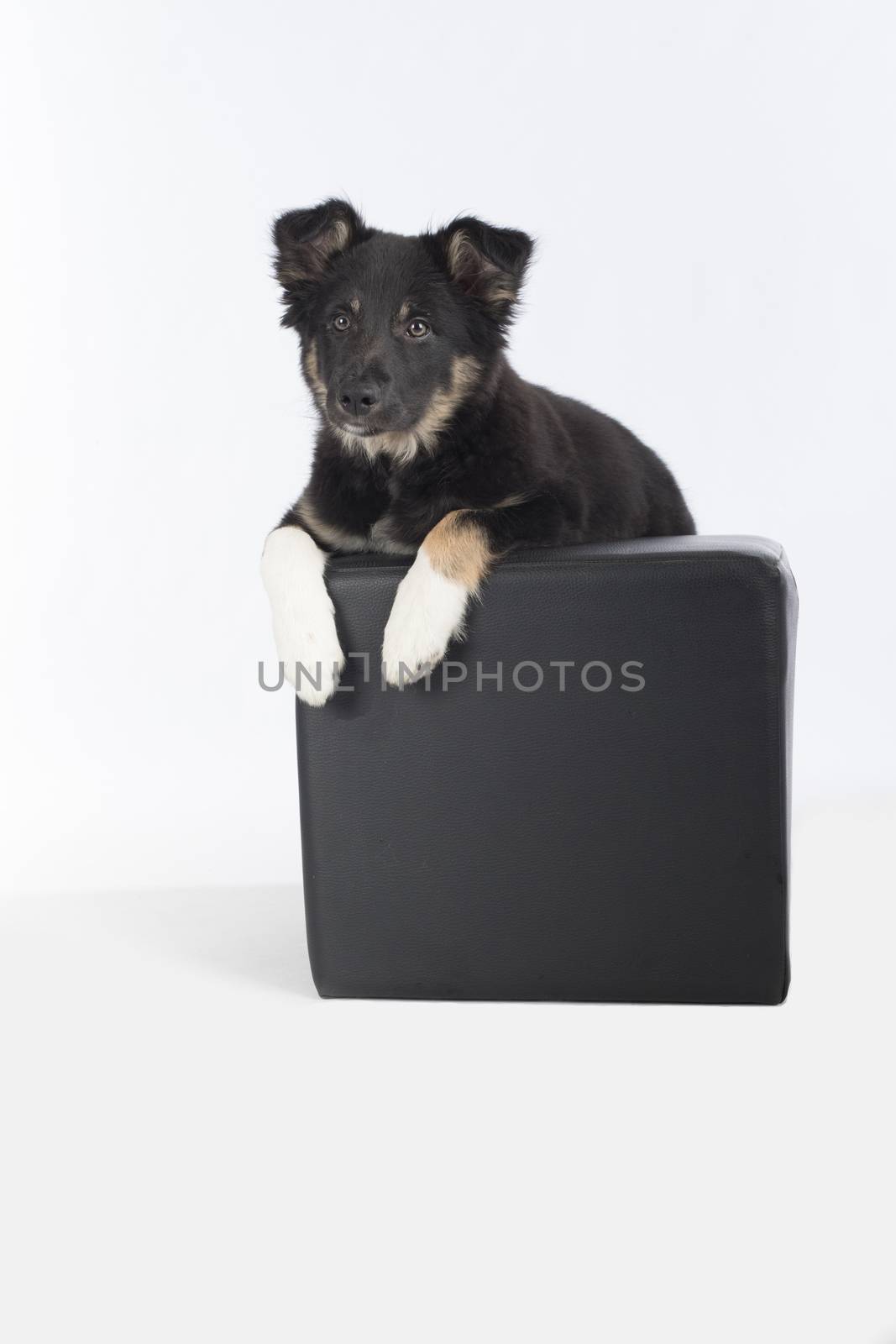 Puppy dog, Border Collie, hanging on pouf on a white studio background