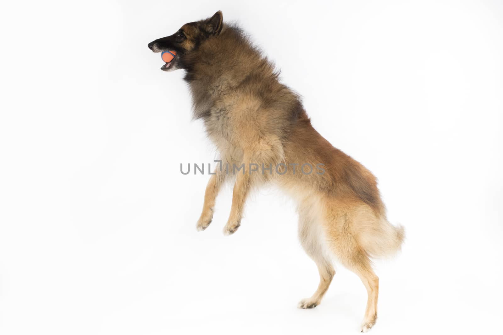 Dog, Belgian Shepherd Tervuren, catching ball, white background by avanheertum