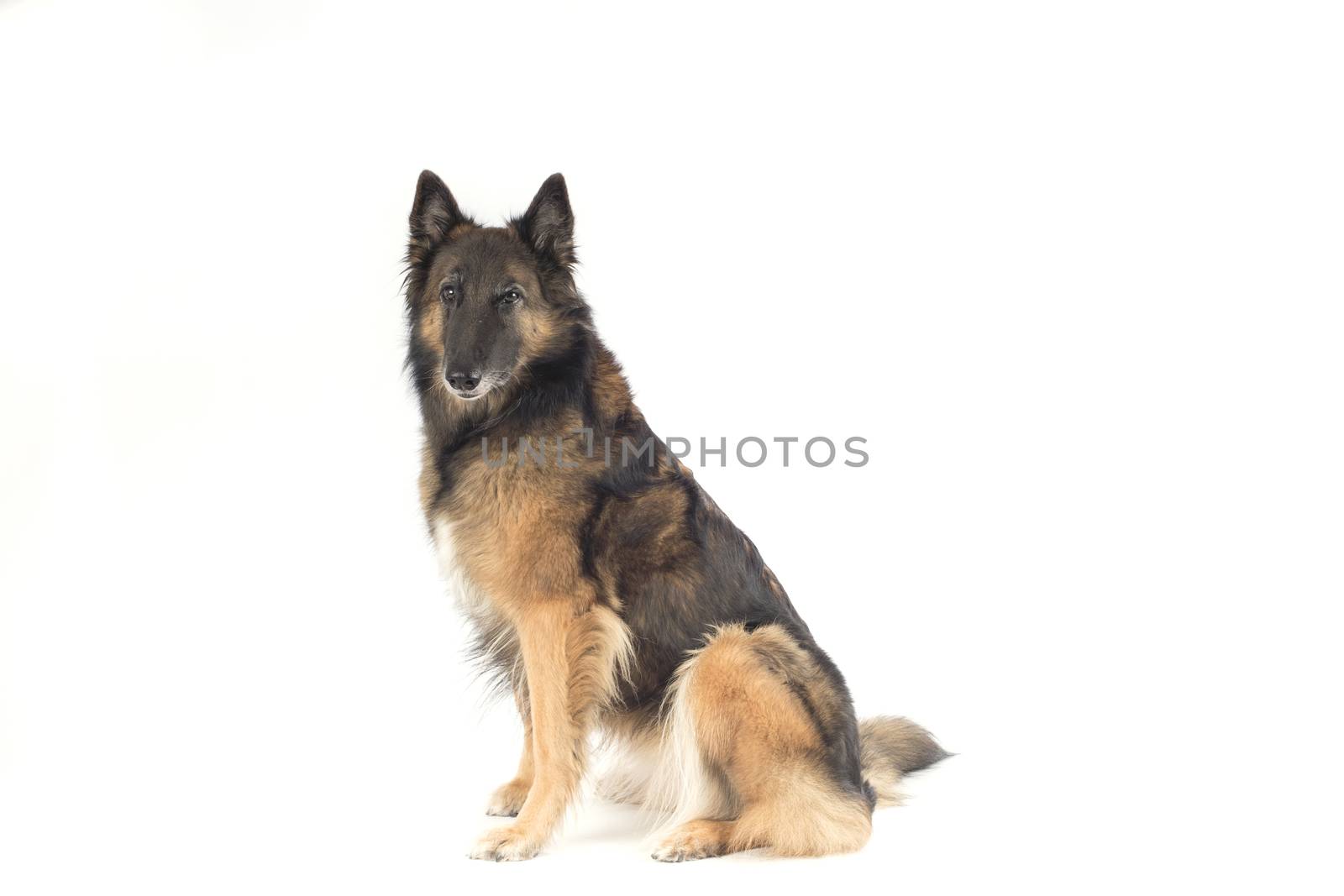 Dog, Belgian Shepherd Tervuren, white studio background