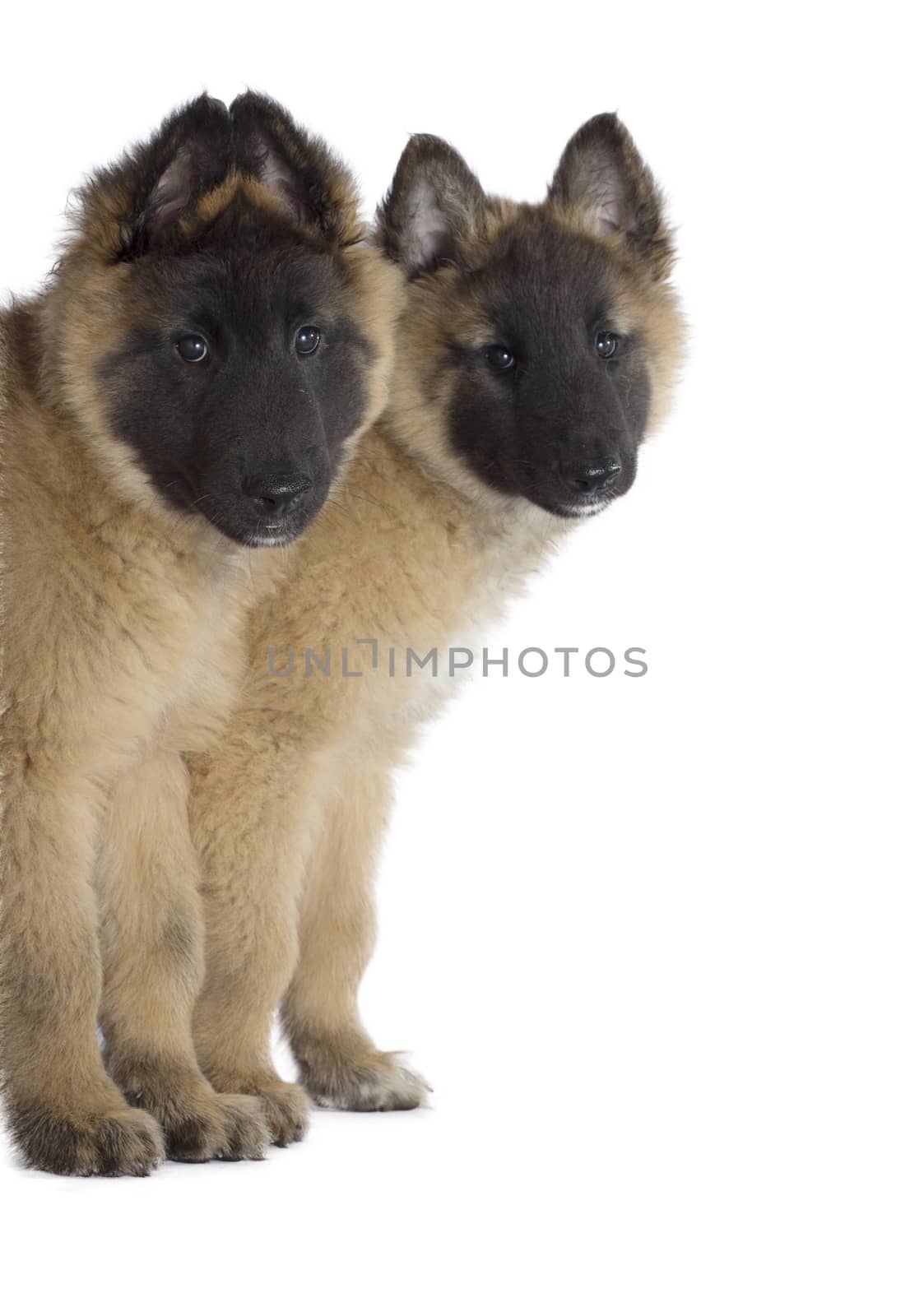 Two puppies, Belgian Shepherd Tervuren, isolated by avanheertum